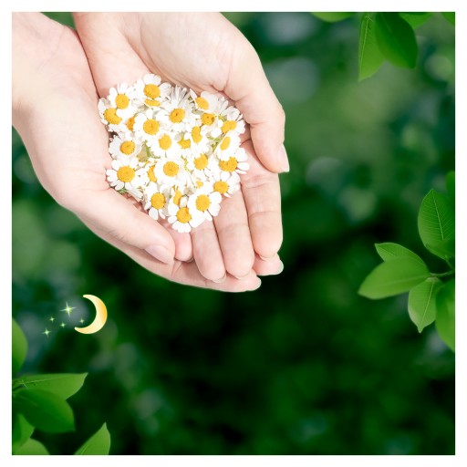 Naturella Classic Duo 14 nočných hygienických vložiek