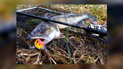 Savage Gear Cannibal Kopyto 15cm - Červená hlava
