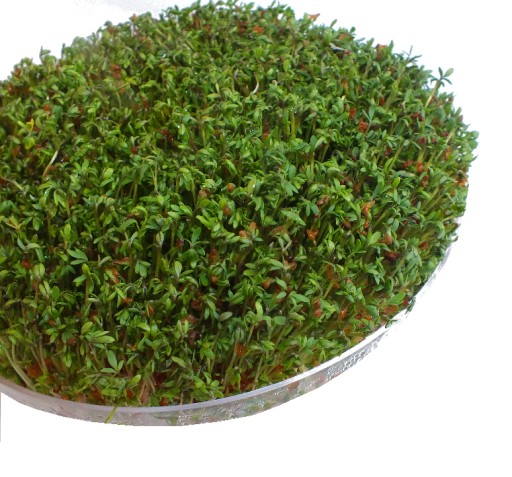 SEMIENKA NA KLÍČKY Cress 7g od Skworcu