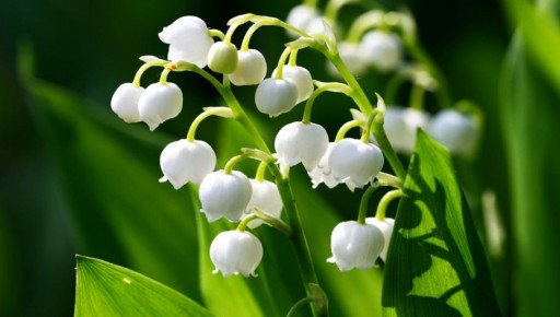 VONNÝ OLEJOVÝ OLEJ LILY OF THE VALLEY FLORAL NATURE VONNÉ OLEJE 10 ml