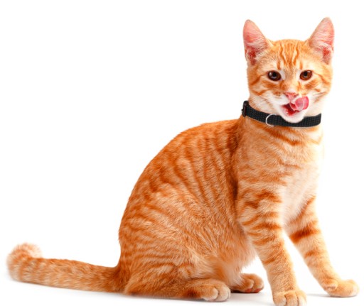 Obojok PRE PSA, ŠTEŇA YORKY CAT, 20-30 cm š