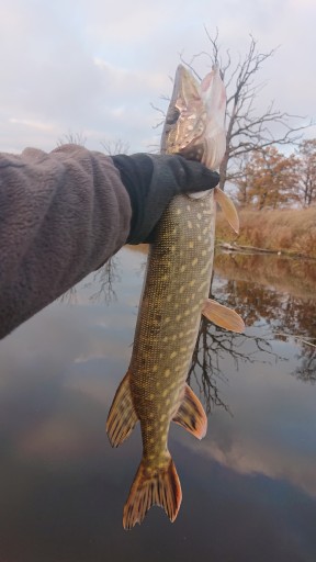 POPPER FLOPPER WHOPPER SUMEC ŠŤUKA ZANDER 04