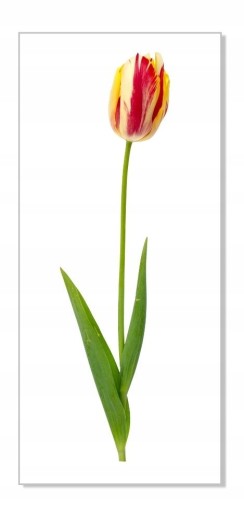 Nálepka na stenu s kvetmi 30 cm Tulipán 20