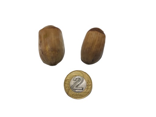 LIESKOVÉ ORIEŠKY V LÚPE VEBA DRAHÁ VEĽKÁ 1KG