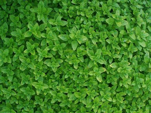 OREGANO 200 g sušené listy, aromatické korenie