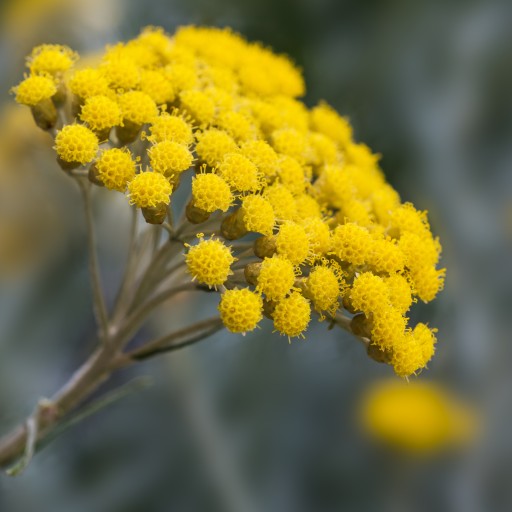 Súkvetie Helichrysum KVET POĽSKÉHO PIESKU IMMELISTER