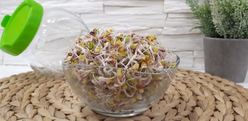 Čínska ruža reďkovka - semená na klíčky 100 g