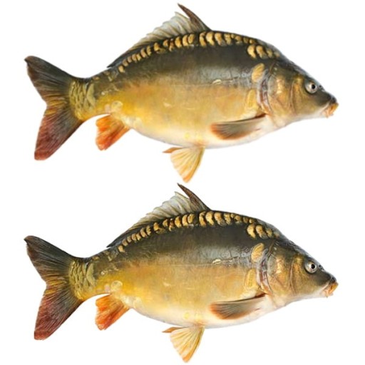 Filety z kapra na grécky spôsob konzerva Omega 3 Filety z kapra na grécky spôsob 170g KIER
