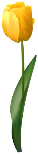 NÁLEPKA NA OKNO, ZRKADLO, KVET TULIPÁNU