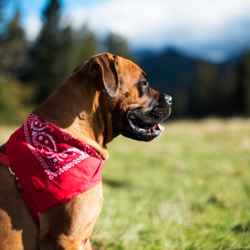 Szaleo šatka BANDAM 100% bavlna sz13014-9