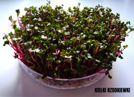 Semená klíčkov reďkovky 250 g červeného koralu
