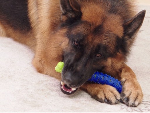 ZUBNÁ KEFKA DOG CHEETHER HRAČKA PRE PSA