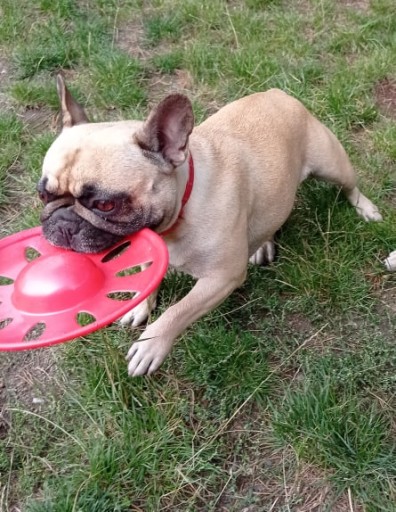 Darček pre psíka DISK Ring hračka FRISBEE 23 cm