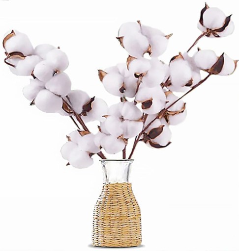 COTTON SPRANGE, dekoračné, prírodné sušené kvety do vázy, vetvičky brečtanu