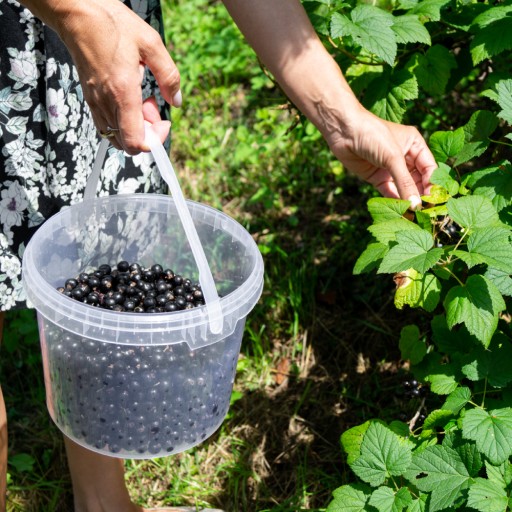 Plastové vedro s vekom, potravinárske, 5L