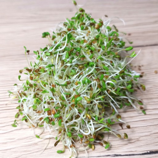 Semená lucerny na klíčky a mikrolisty 100g