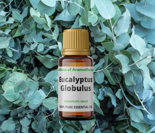 Eucalyptus Globulus ORGANIC oil, Aroma Institute