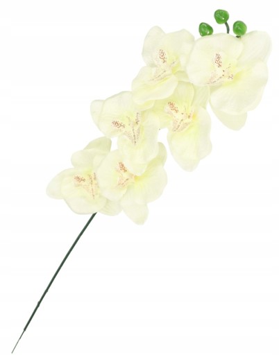 ORCHIDEA ORCHIDEA JEDNODAROVÉ PREVODY 75cm