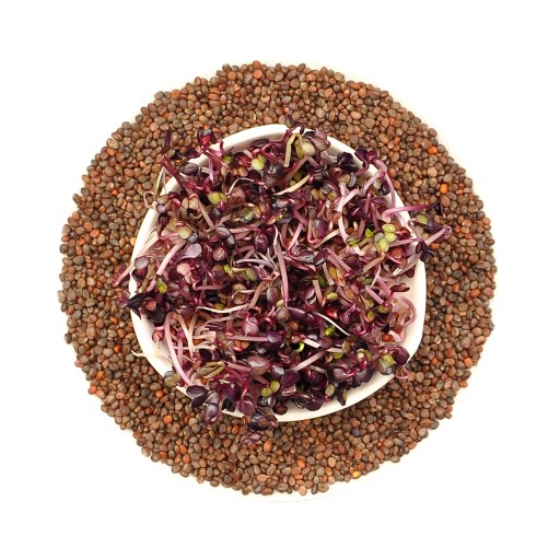 Red Purple red - semená na klíčky 100g