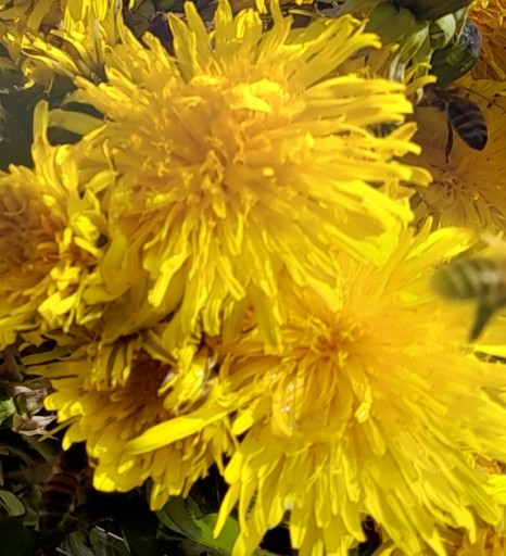 PROPOLIS V MEDE Z MANDALNUS APYIEKA M