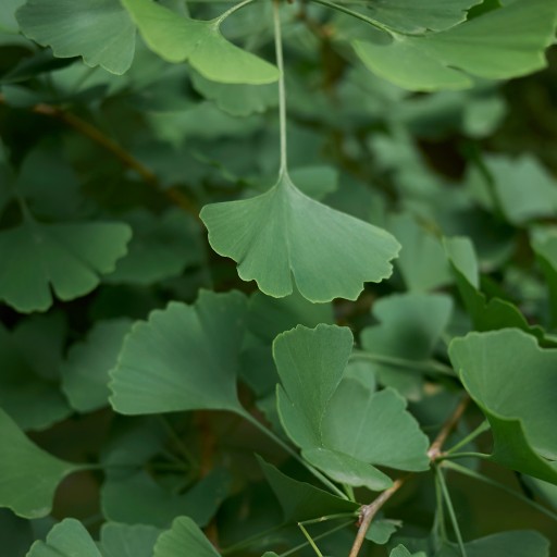 Ginkgo biloba zanecháva 100% PAMÄŤOVÝ OBEH