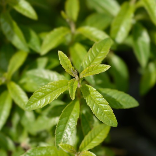 CITRÓNOVÁ VERBENA list AROMATICKÁ relaxácia POKOJ