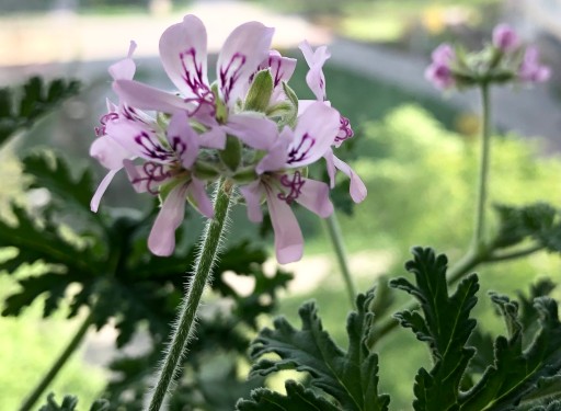 Geranium olej archanjela Michaela