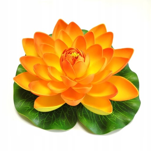 Jazierková ľalia, oranžová, 17 cm