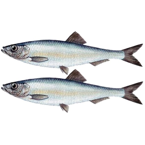Poľské údené šproty v rastlinnom oleji Sprattus 0,16 kg 160 g KIER