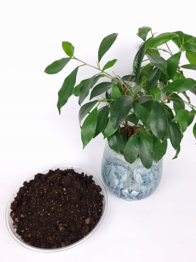 PREMIUM PÔDA pre rastliny v črepníkoch MONSTERY PALM JUK ZAMIOKULKASA 10L