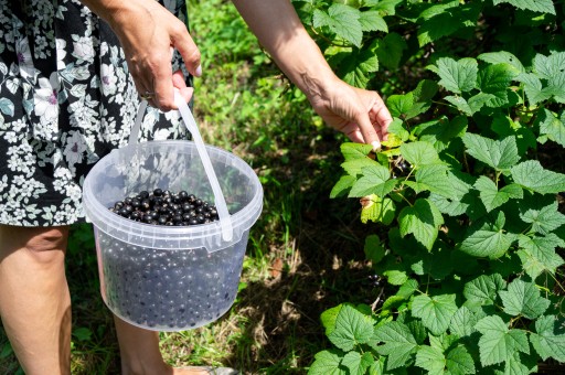 Plastové vedro s vekom, potravinárske, 10L