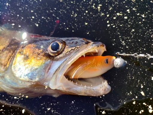 Savage Gear LB ROACH 10cm Zlatá rybka kopyto na zubáče a šťuky