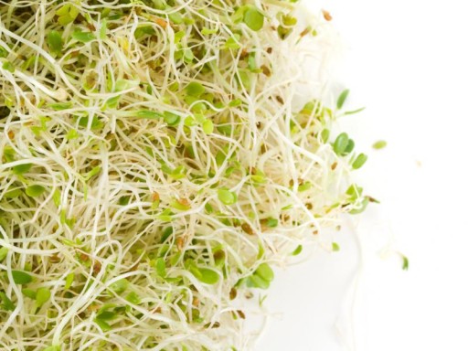 Lucerna Alfalfa klíčky - semená 100 g