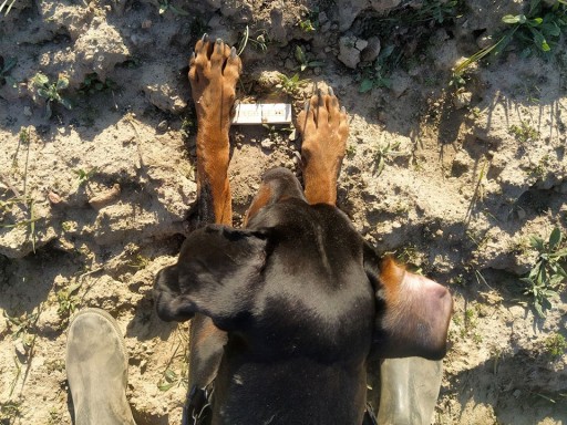 Dingo Gear K9 POLOŽKA NA SLEDOVANIE STOPOVANIA DREVA