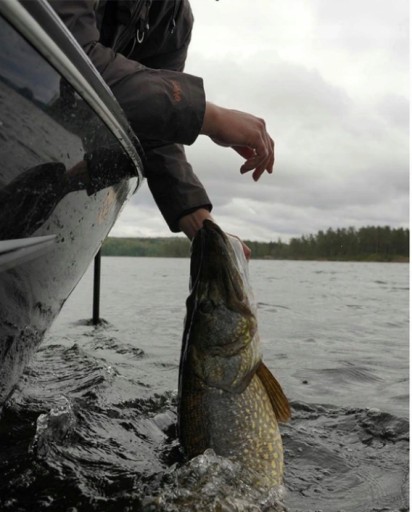PRE ZANDEPER RUBBER BERKLEY SICK VAMPER # 14cm