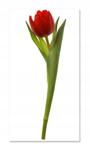 Nálepka na stenu s kvetmi 30 cm Tulipán 5
