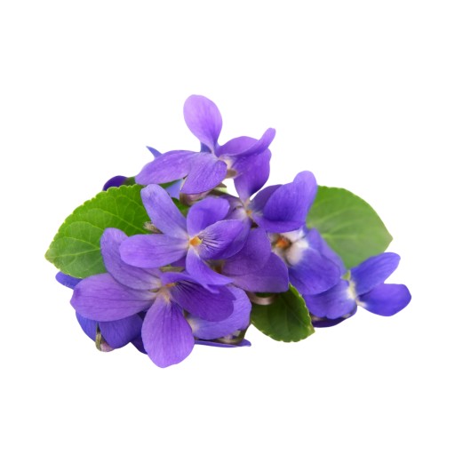 Vôňa do sprchového gélu Vonný olej 10 ml FIALOVÁ kvetinová