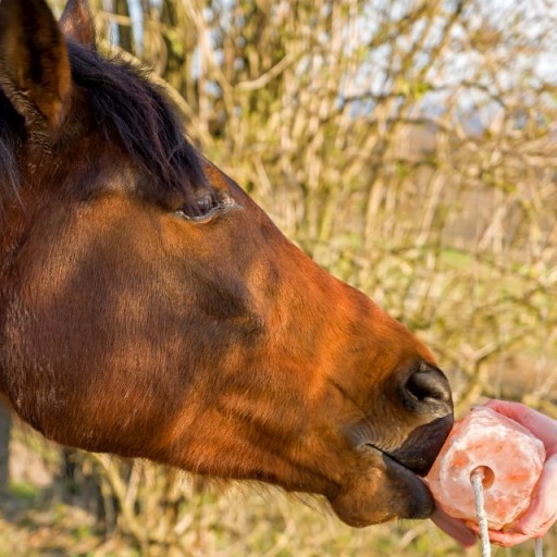 Himalájska soľ soľný liz pre kone hovädzí dobytok SALT CRYSTALS