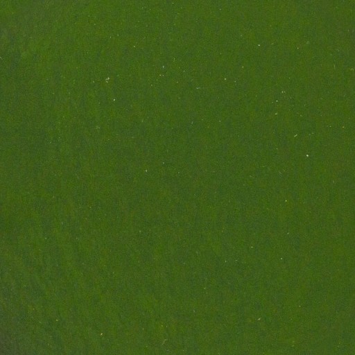 SPIRULINA práškové RIASY 250g
