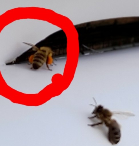 VČELÍ PEL PRE DETI A SENIOROV 100%