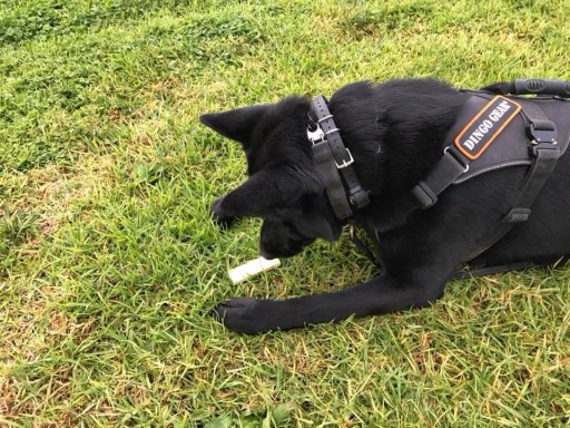 Dingo Gear K9 POLOŽKA NA SLEDOVANIE STOPOVANIA DREVA