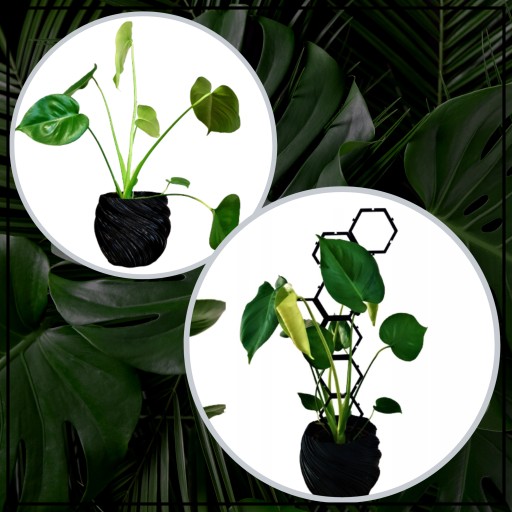 PODPORKA pre rastliny MODULÁRNA kvetinová podpera 58cm sada x2 pre monstera hoi