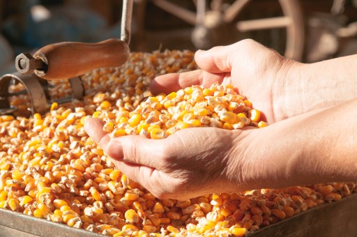 Popcornové zrno 1kg KUKURICA na pečenie / BIOSWENA