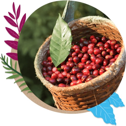 Nespresso kapsule Nescafe Farmers Brazil Lungo 10 ks.