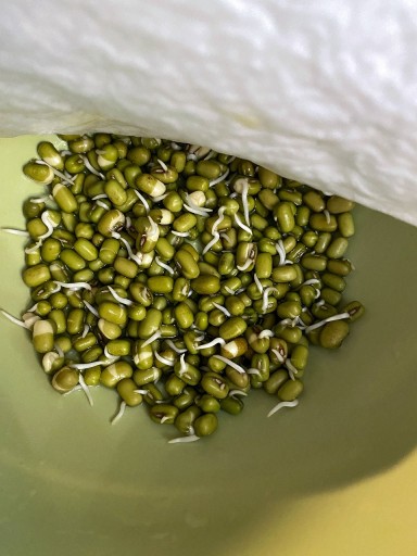 SEMIENKA FAZULKY MUNG na klíčky 250g