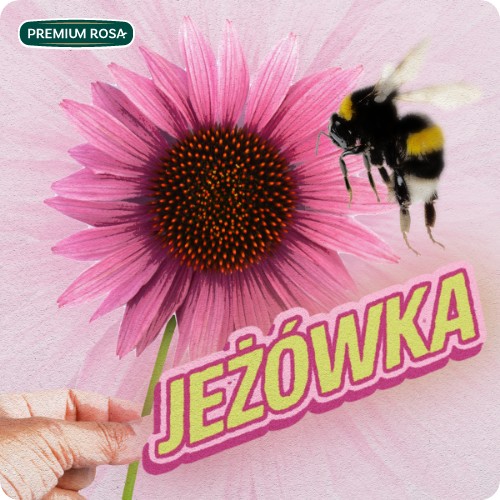 Echinaceový sirup – Doplnok stravy