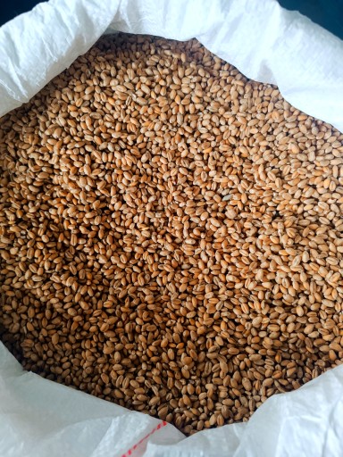 PŠENIČNÉ ZRNO krmivo pre holuby, kurčatá, kačice, návnady na ryby atď. 10KG