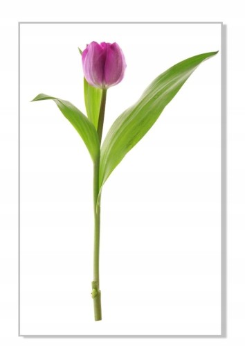 Nálepka na stenu s kvetmi 30 cm Tulipán 6
