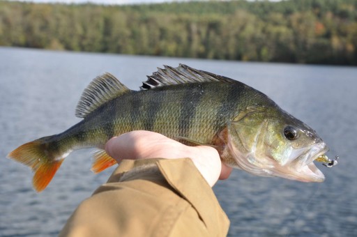FISHUP REAL CRAW 1,5