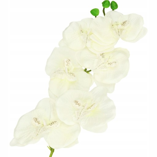 ORCHIDEA ORCHIDEA JEDNODAROVÉ PREVODY 75cm